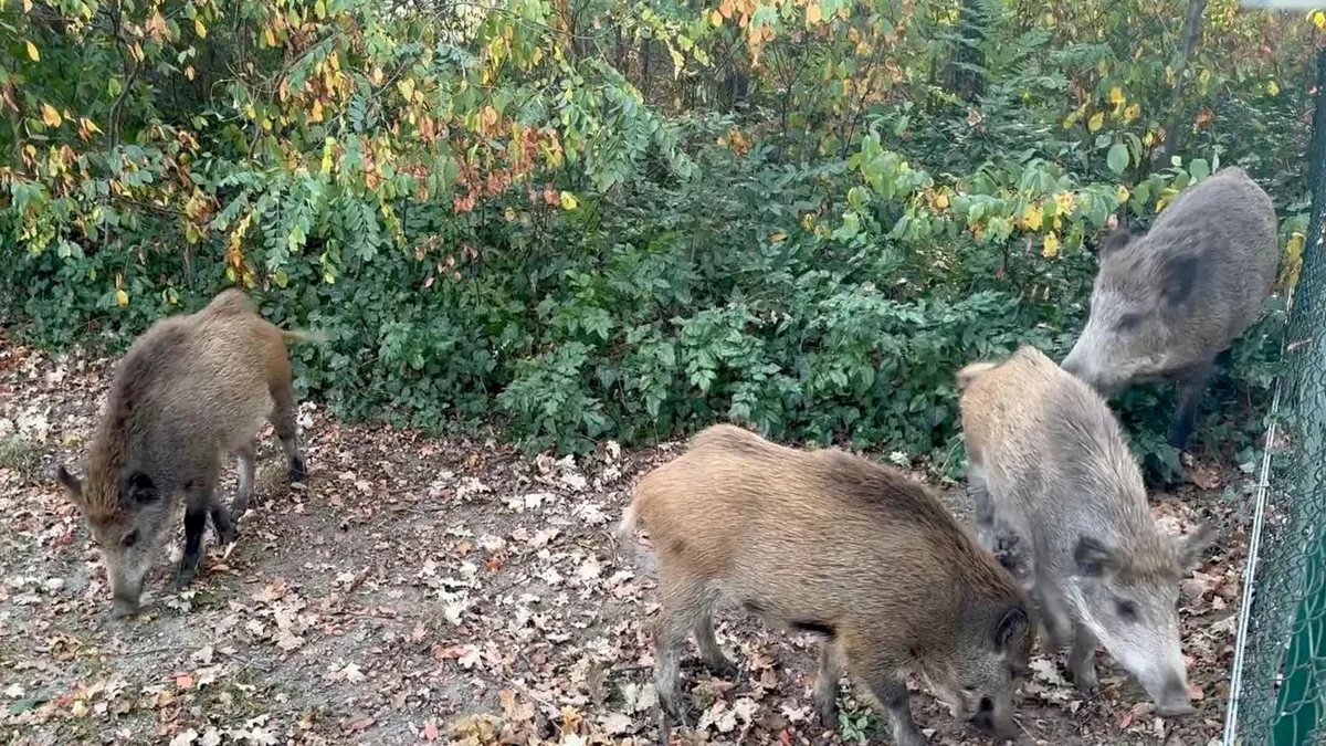 Schwarzwild im Wohngebiet: Wildschweine im Visier - Wie die Tiere für Unruhe sorgen