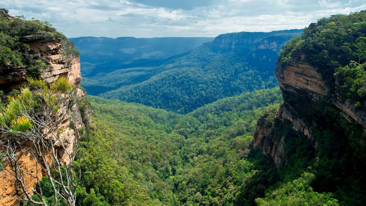 Mit Satellitenbildern: Forschende entdecken ungeahnten Regenwald in Australien