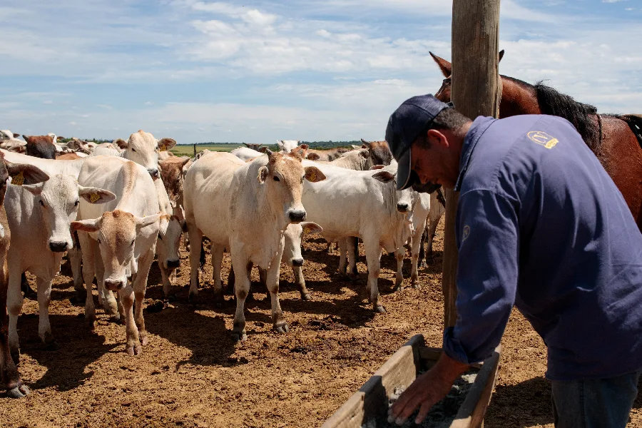 ‘Injustificada’: CNA enquadra veto da União Europeia à carne brasileira e cobra reação do governo e Senado