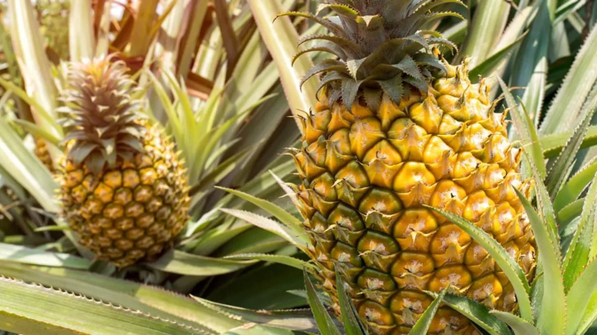 Nationals fight ‘foreign pineapple plan’ as Australia mulls over India, Indonesia imports
