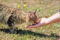 Estudo diz que cães conseguem perceber sentimentos por expressão facial
