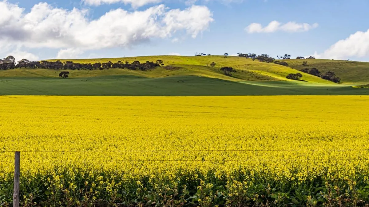 Spring bloom begins as farmers warn the public to keep off private property