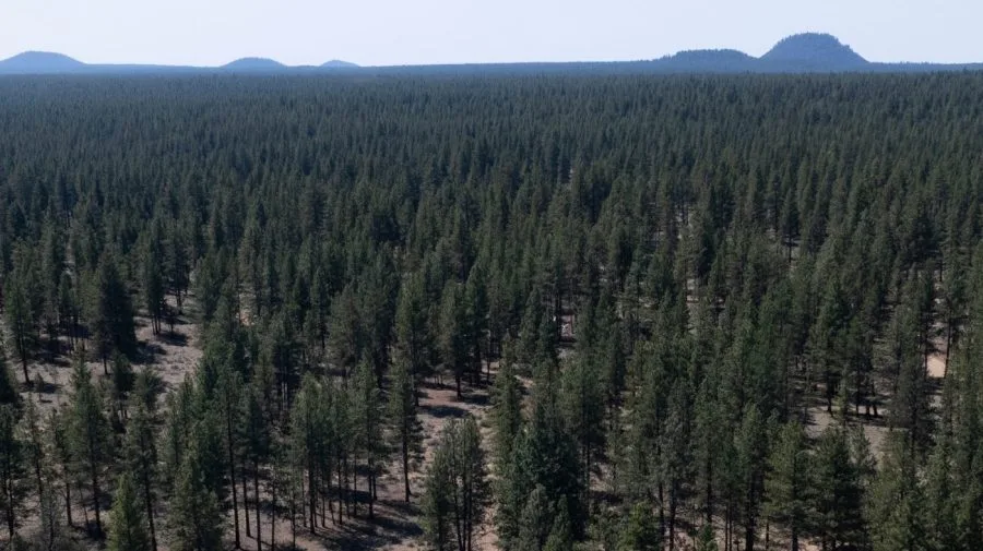 Trump moves to strip protections from 44M acres of national forest