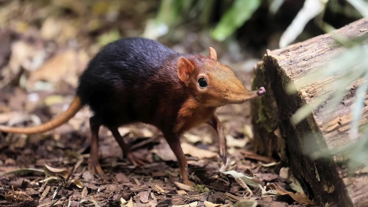 Seltene Arten: Diese Tiere zu treffen, grenzt an ein Wunder