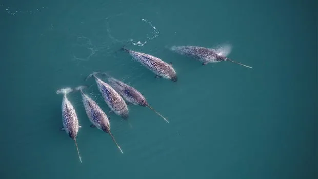 New research discovers the twisty secret behind the narwhal's unusually straight tusk