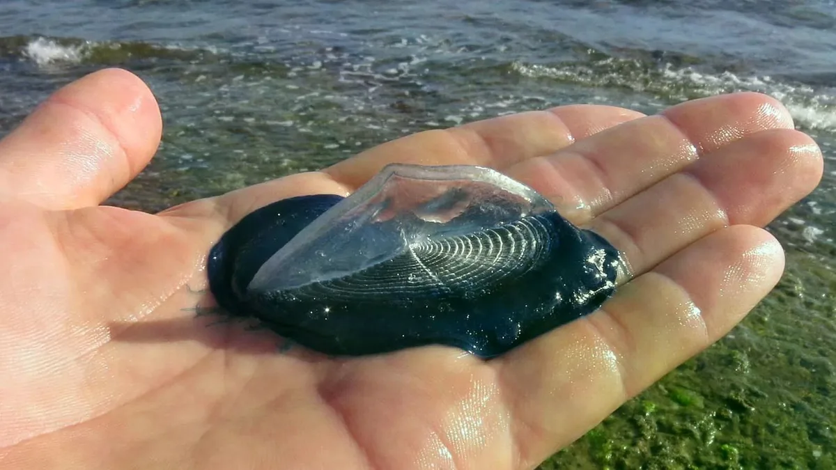 Nordsee-Überraschung: Subtropische Segelquallen erstmals auf Sylt entdeckt