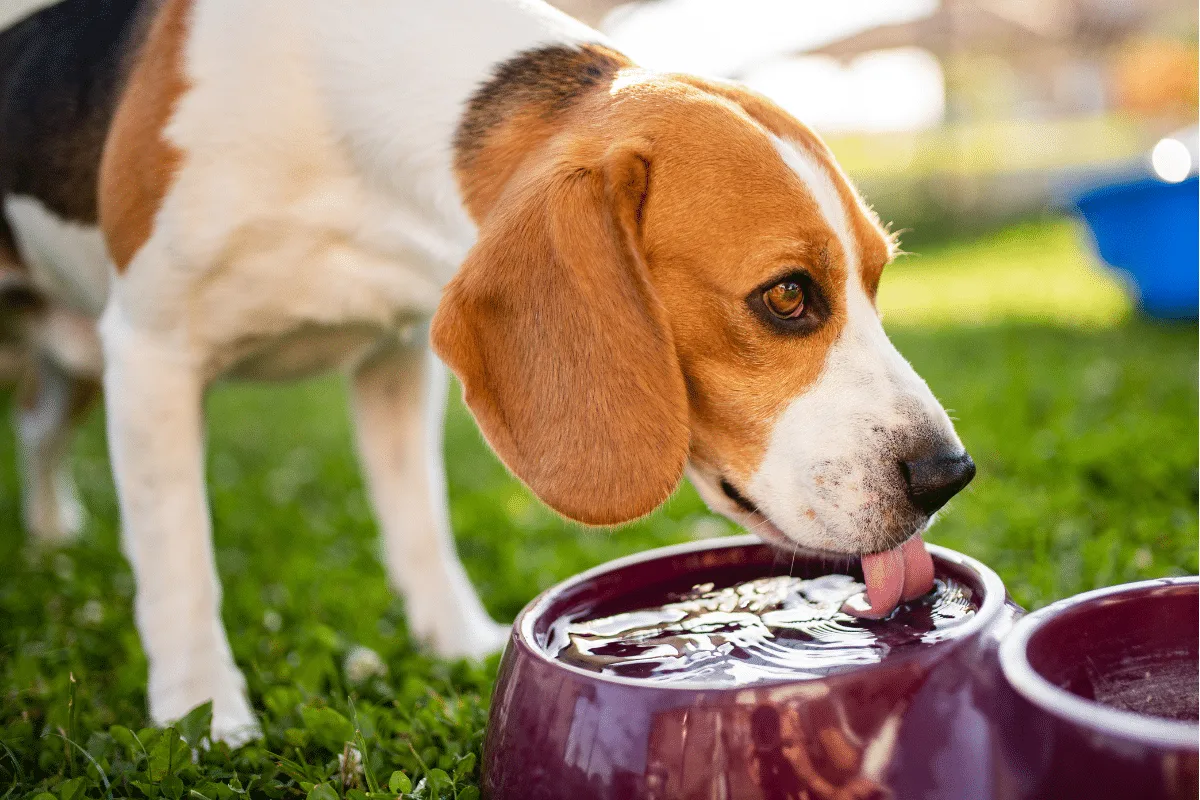 Animais de estimação sofrem com tempo seco: saiba como protegê-los neste período