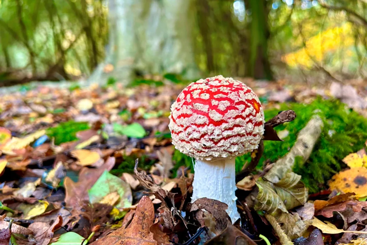 Carer wins thousands in harassment case after colleagues laughed at her phobia of mushrooms