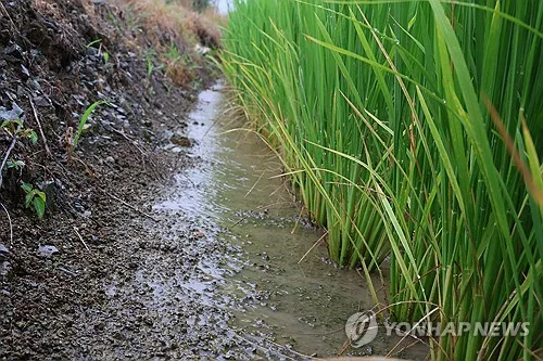 폭염 부산에 최대 100㎜ 시원한 비…가뭄 상당 부분 해소될 듯(종합)
