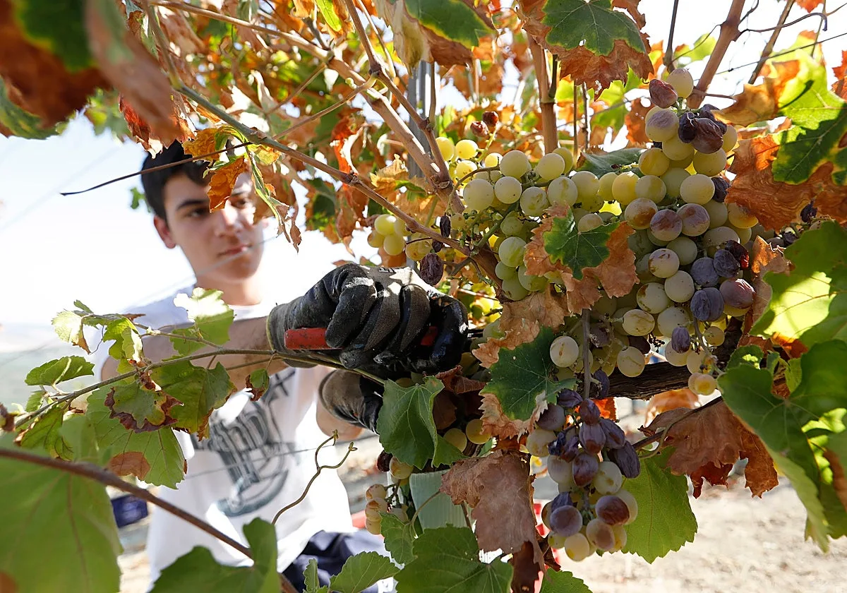 Montilla-Moriles cierra la vendimia con una fuerte bajada del precio de la uva