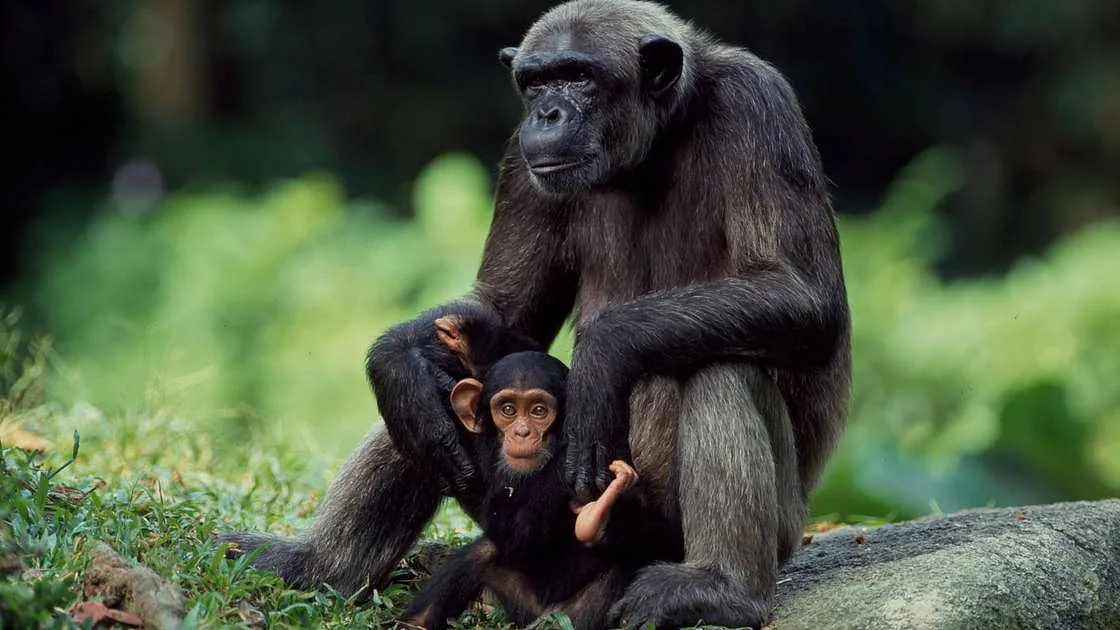 Chimpanzés utilizados em testes de vacinas recebem cuidados de saúde na Libéria