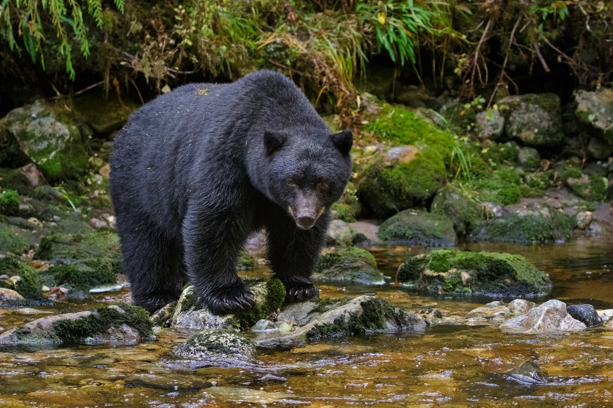 Bears in Colorado attack teen as she slept in bedroom and woman camping in tent