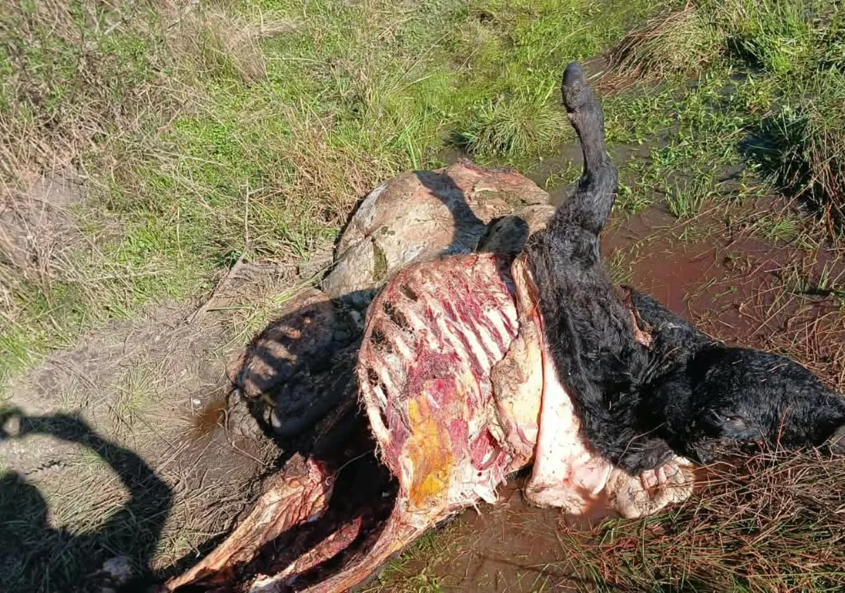 “¿Qué seguridad tengo?”: en menos de un mes le mataron nueve animales y una región está en vilo por los ataques de una banda