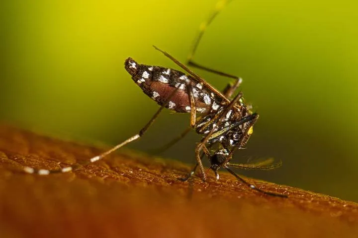 ‘Aggressive’ Asian tiger mosquito found in Niagara Region