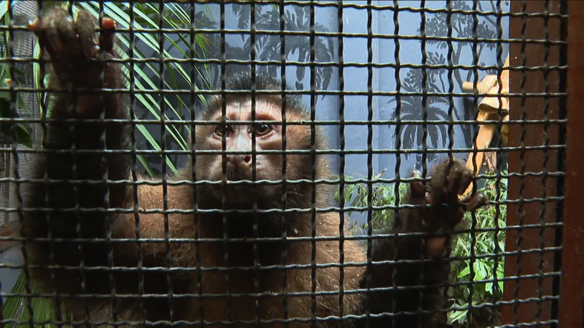 Venda ilegal de animais silvestres cresce em grupos de mensagens no Rio