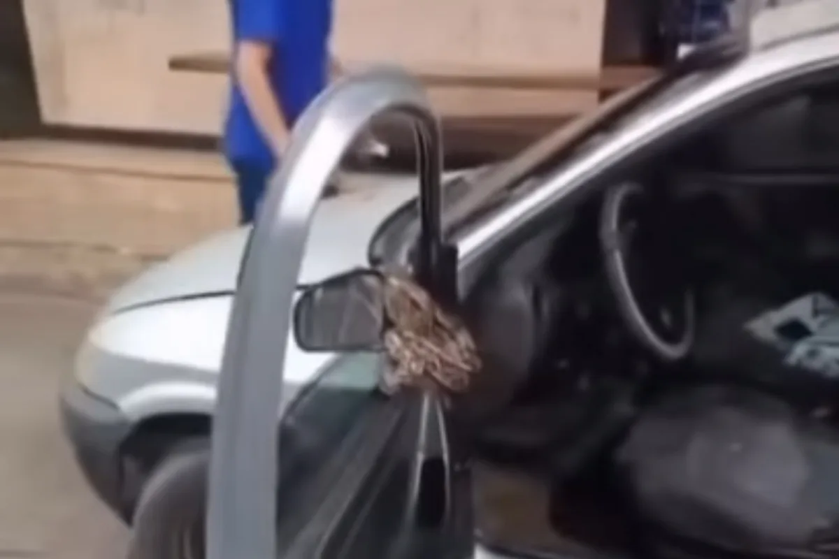 Cobra presa em capô de carro assusta motorista no RJ