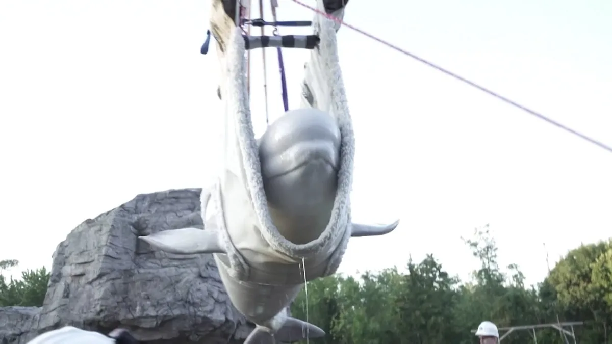 Spanien, wir kommen! - Sonderflug für gerettete Beluga-Wale