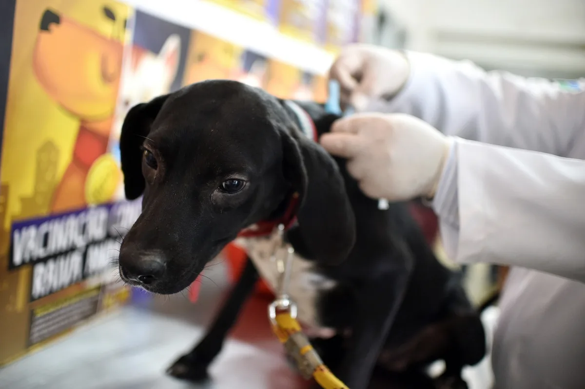 DF tem primeiro caso de raiva em cães desde 2000; vacinação de pets começa neste sábado