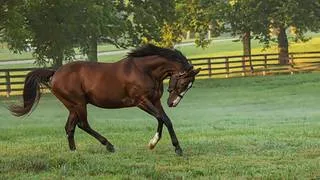 ¡Pedigree de lujo! Debuta un hijo de Tato Zeta en vientre Into Mischief en La Rinconada