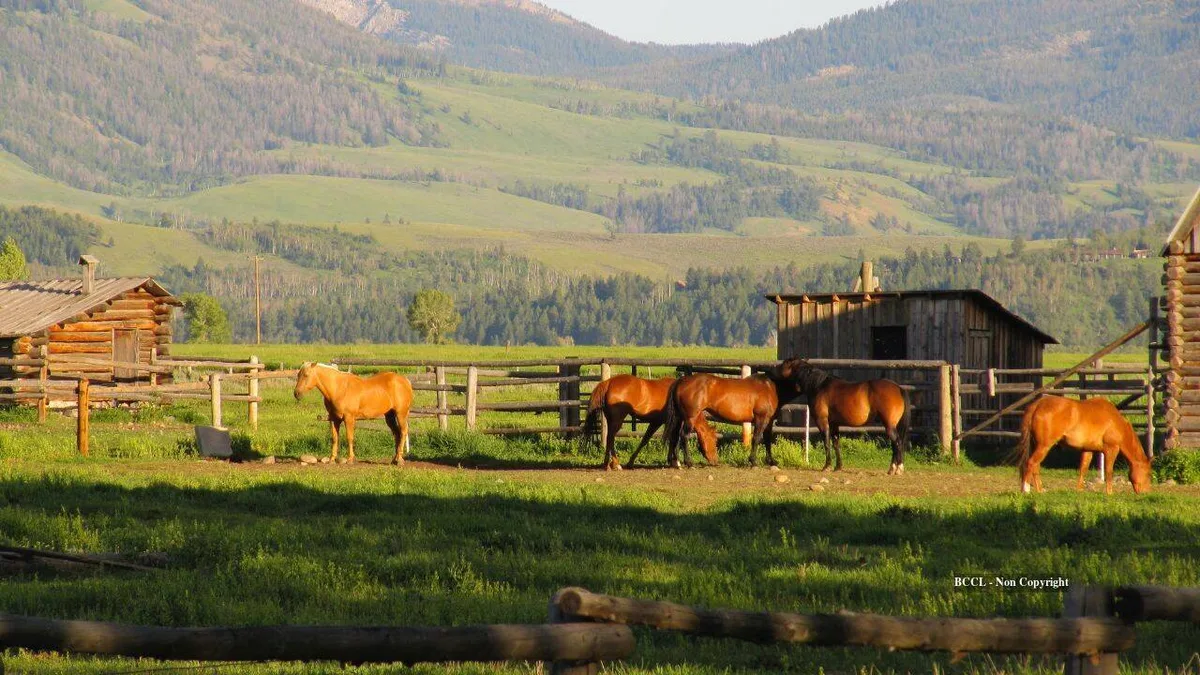 California horse ranch once asking $109m sells at auction for $22.55m