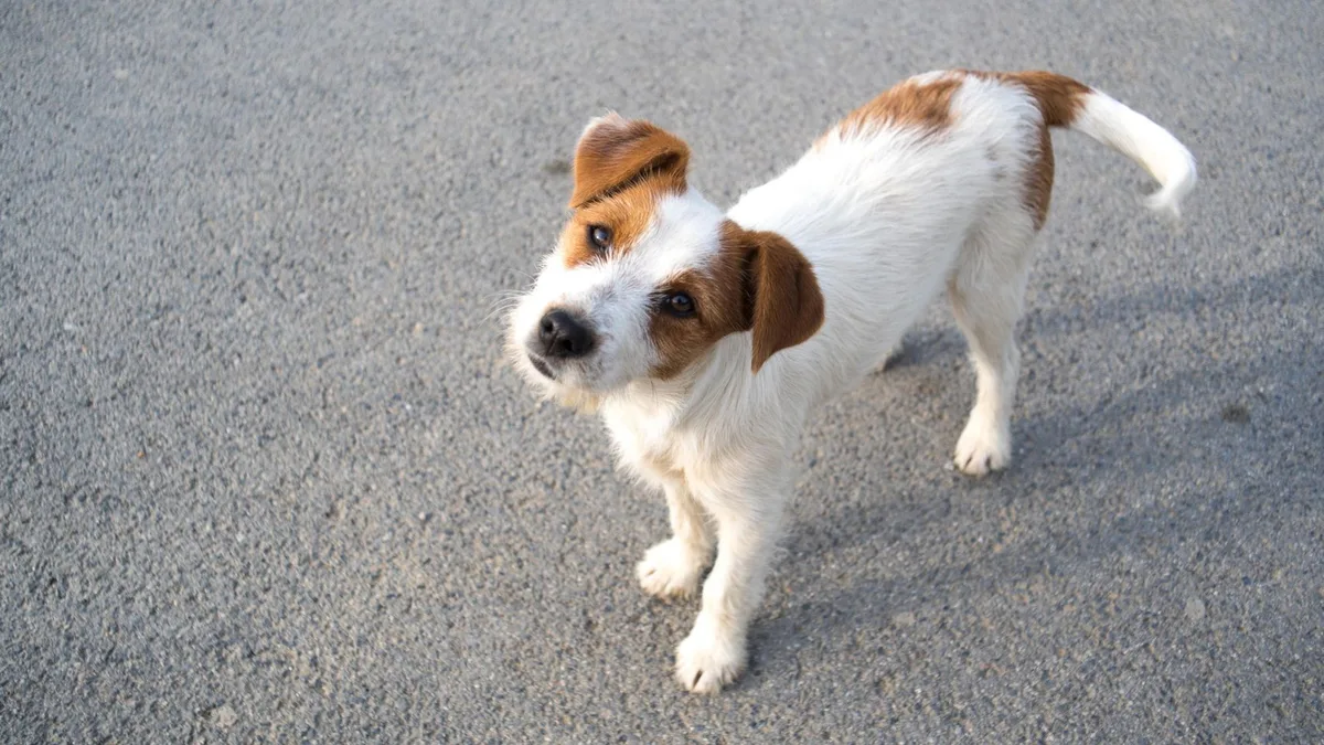 Los veterinarios coinciden: las personas que acaban de perder a su perro suelen ocultar su tristeza por vergüenza