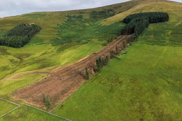 Much-loved 'Treenis' woodland chopped down despite local outcry