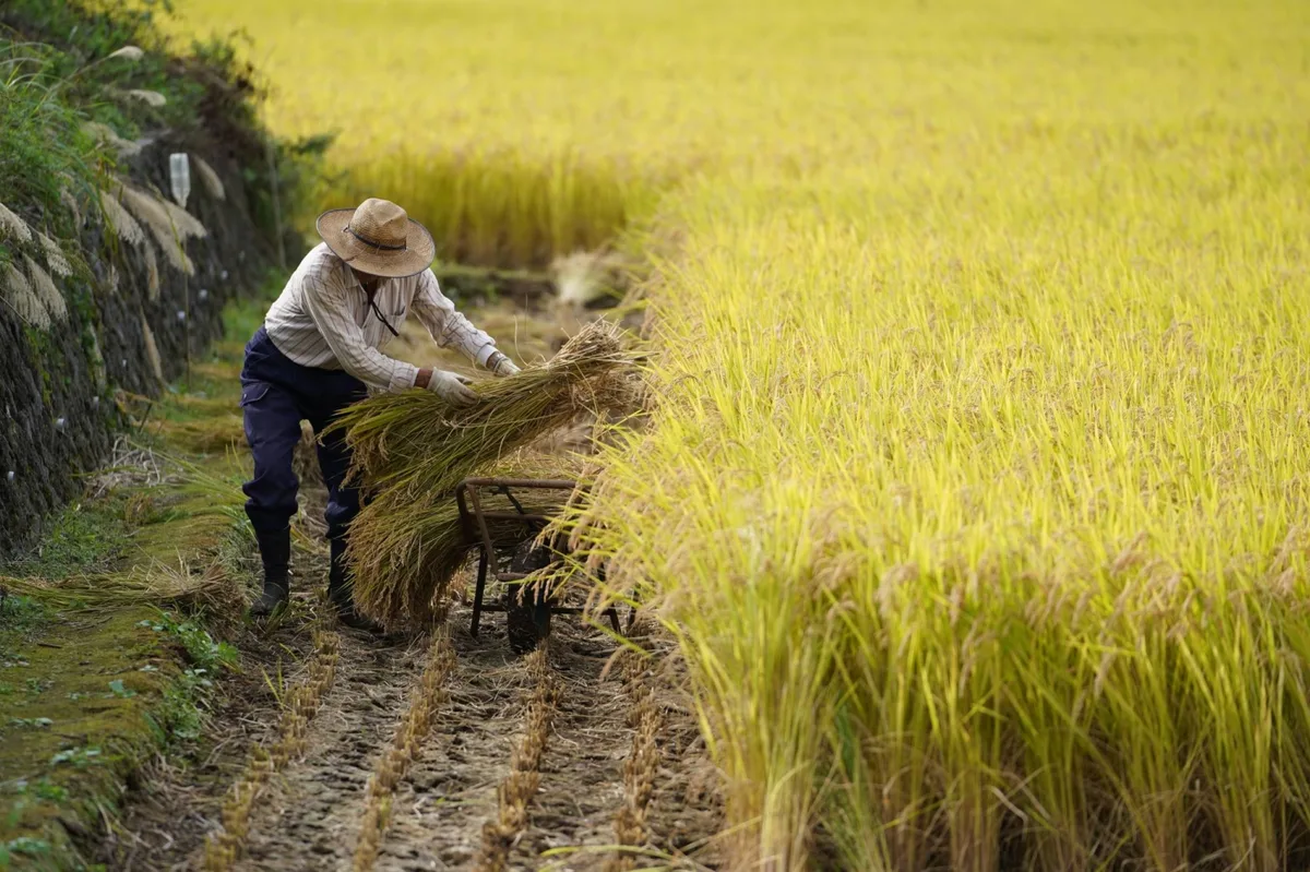 Producer price grown cools, easing urgency for further Bank of Japan hikes