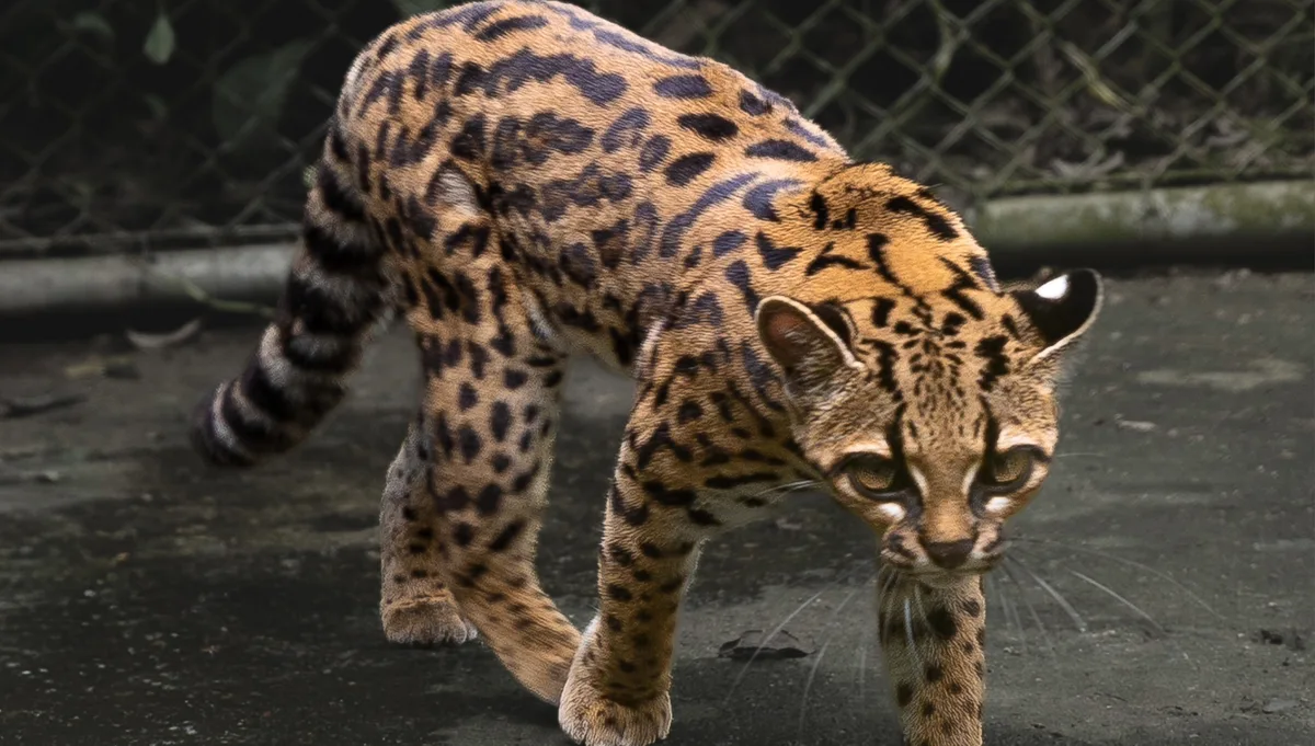 Cientistas descobrem nova espécie gato pela primeira vez em mais de 100 anos