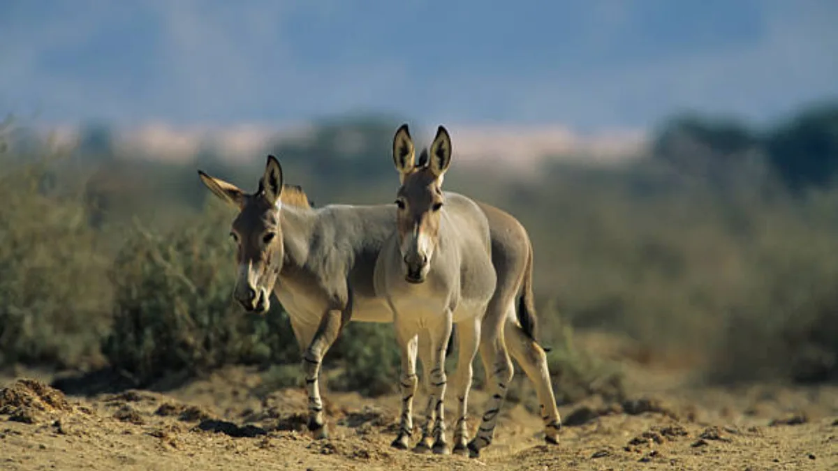 In 1982, Israel released 28 wild donkeys; 44 years later, they created a desert oasis