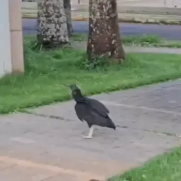 Aprendendo a voar, filhote de urubu fica mancando depois de cair do ninho
