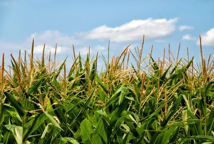 Productores de Guárico alertan que sequía e importaciones ponen en riesgo 80 mil hectáreas de maíz