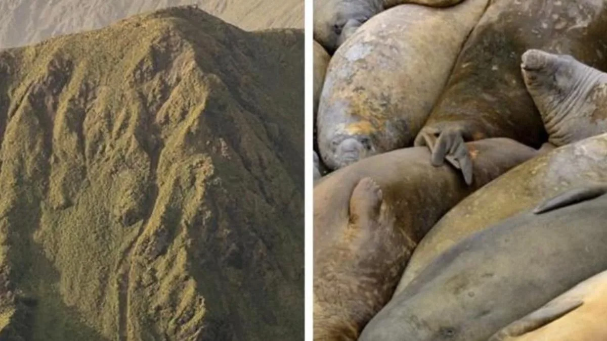 Macquarie Island elephant seal tests positive to deadly H5 avian flu