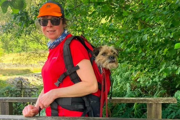 Dog missing for nearly three weeks saved by mountain rescue team