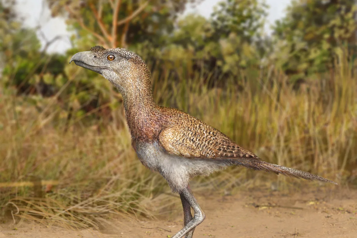 「最後の恐鳥類」を発見、2.5万年前 人類と出会った可能性も