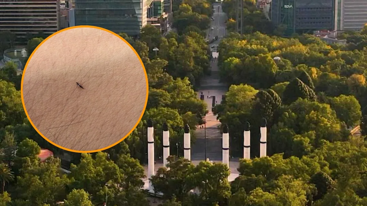 ¿Qué son los trips y cuánto debes preocuparte por los pequeños insectos que invaden la CDMX?