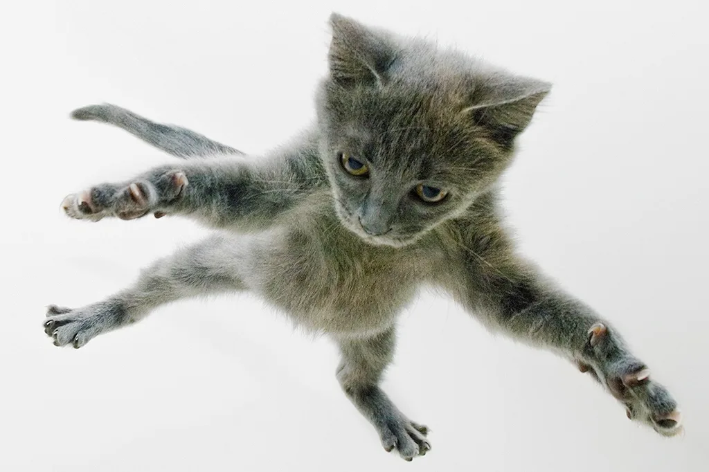 Por que gatos sobrevivem mais se caírem de alturas maiores? Conheça a síndrome do gato paraquedista