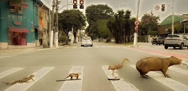 Museu de Zoologia da USP inaugura hoje exposição sobre a fauna urbana de São Paulo