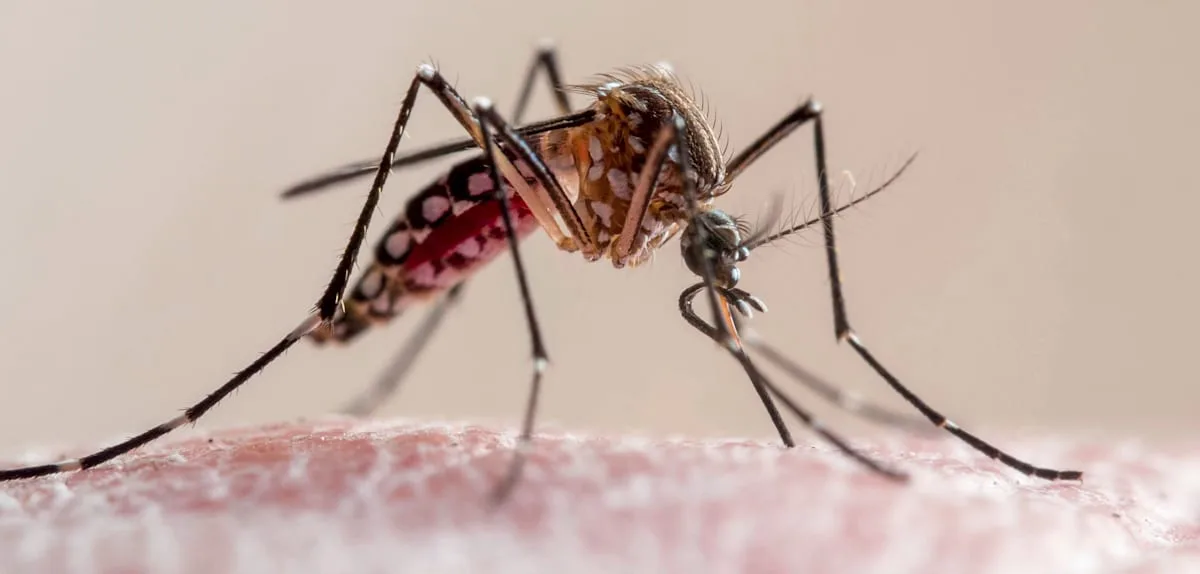 Zwei Tote durch Malaria am Frankfurter Flughafen – Infektion durch Mücke