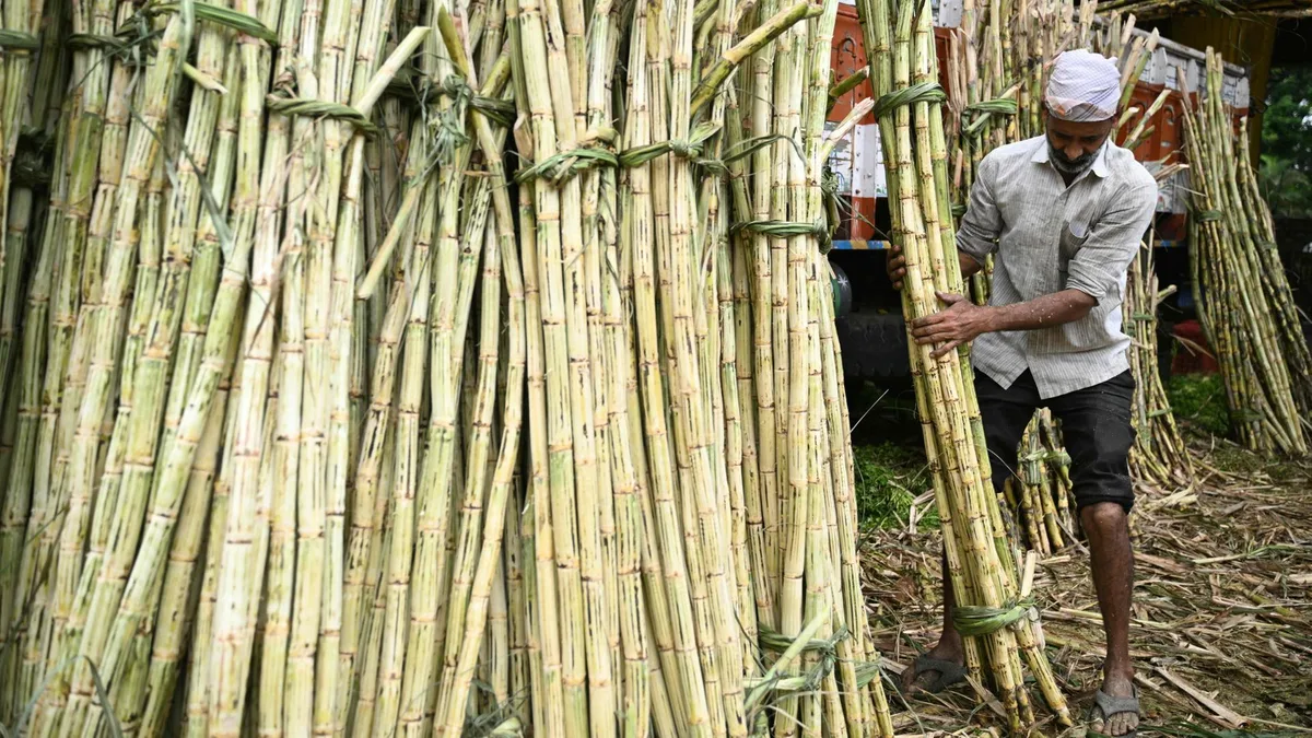 Indien: Preise für Zucker verdoppelt - Knappheit droht