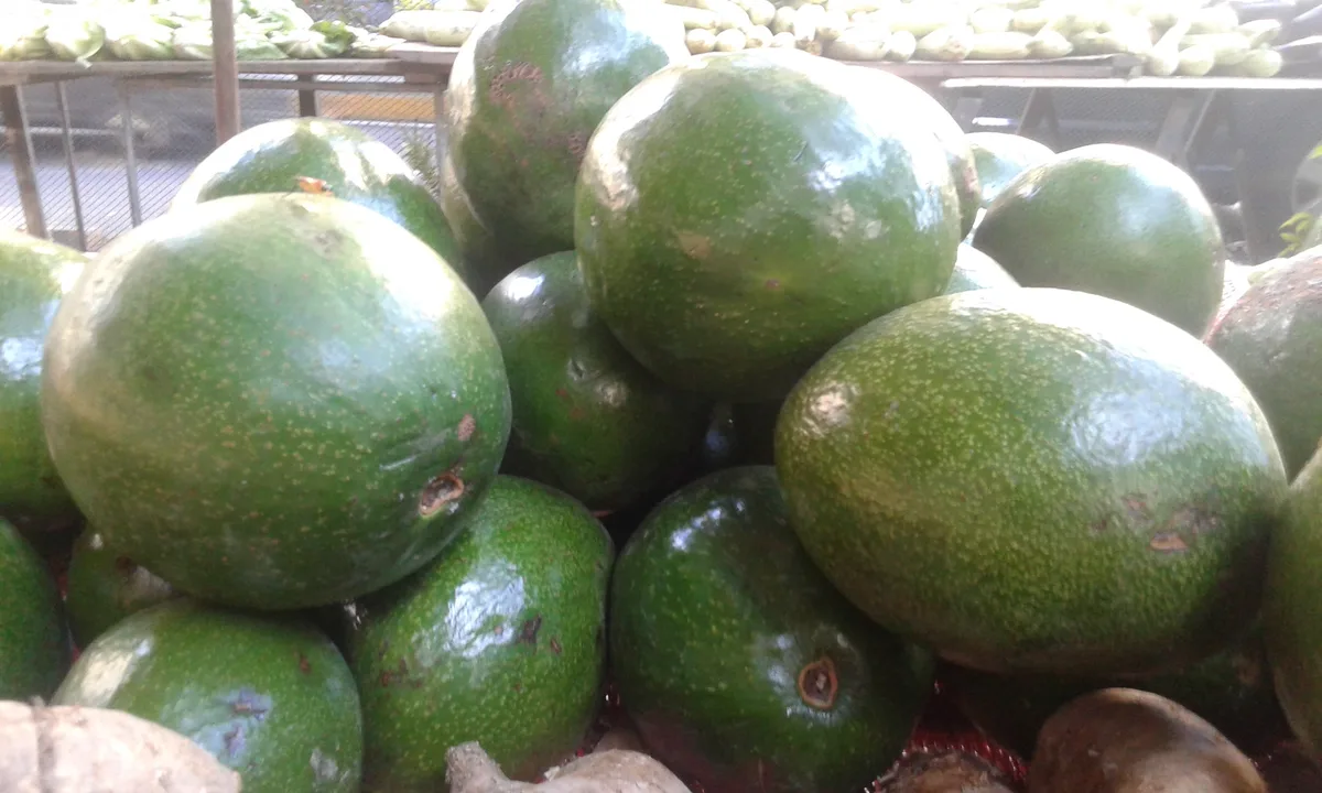 Productores de aguacate solicitan financiamiento para pozos y sistemas de riego ante el fenómeno de El Niño