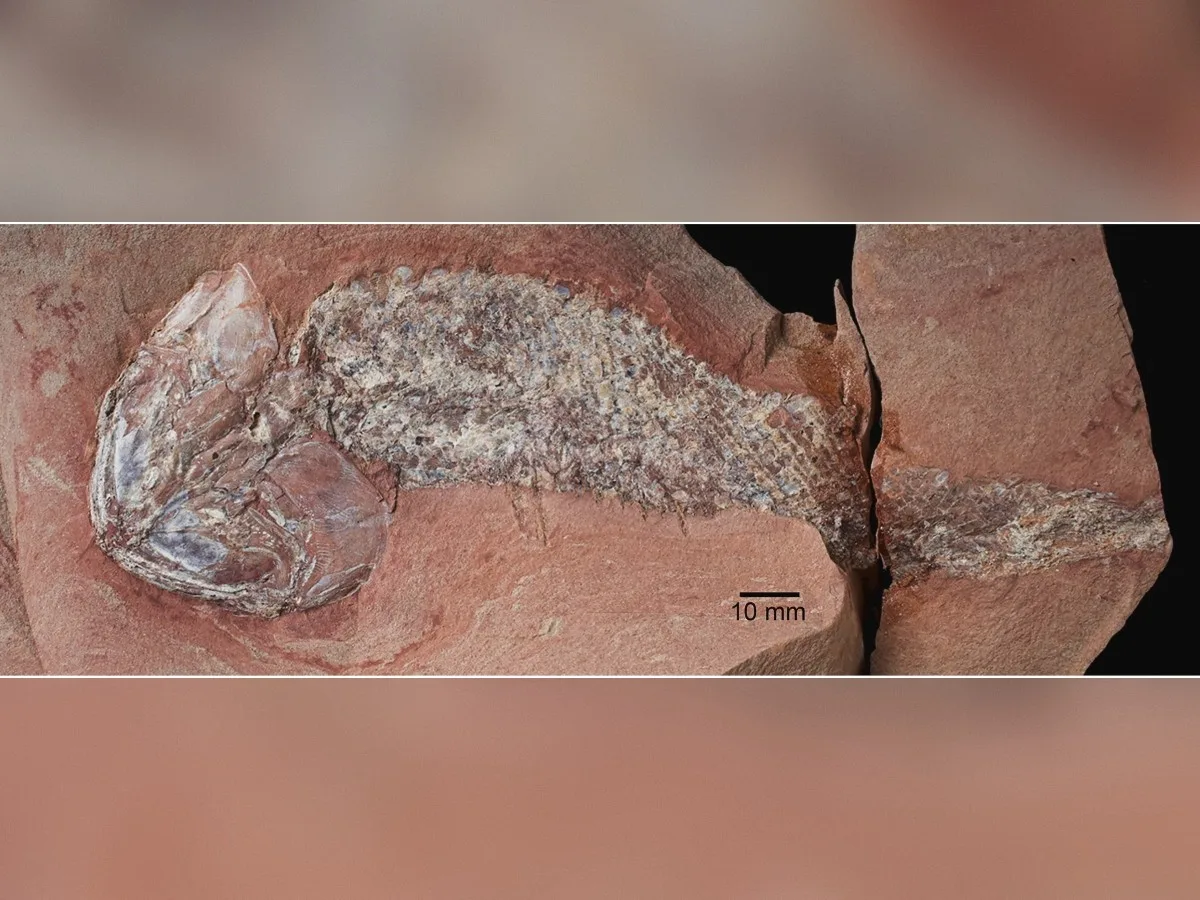 Fóssil de peixe de 254 milhões de anos revela nova espécie em Mato Grosso