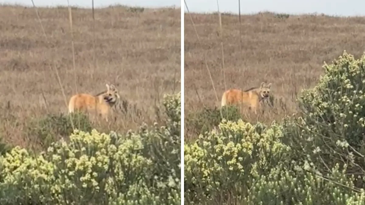 O maior canídeo da América do Sul é avistado em parque nacional do RS e autoridades alertam para risco de extinção do lobo-guará