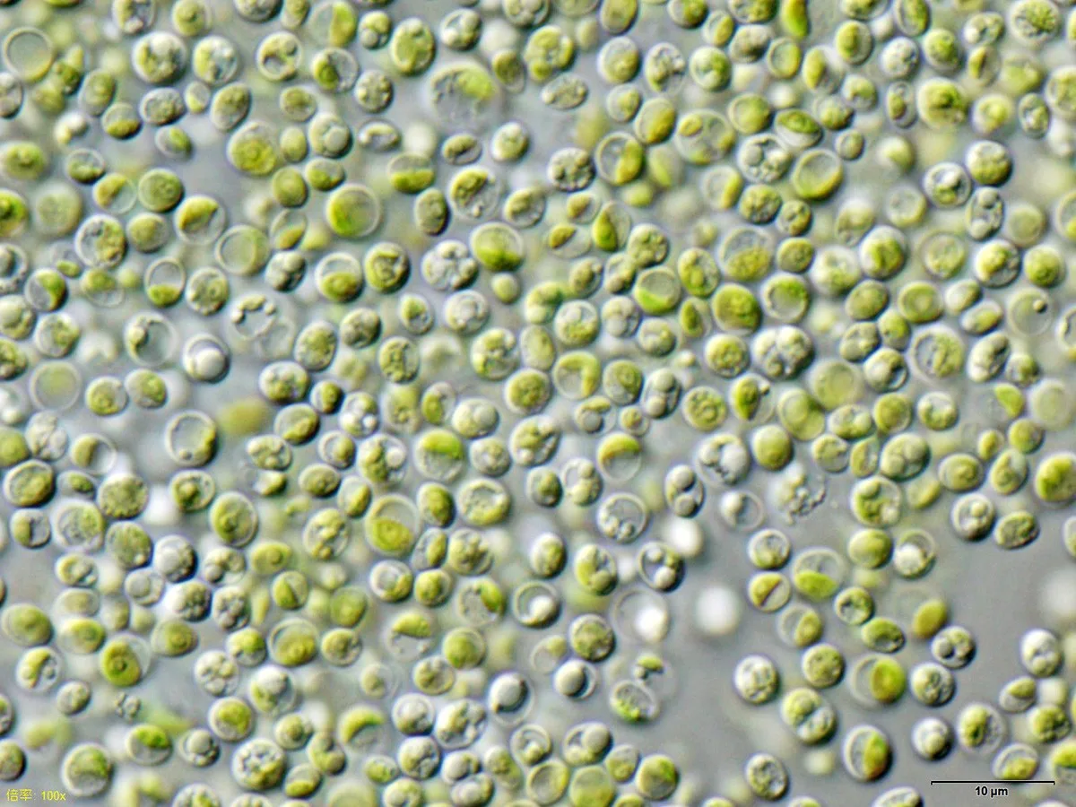 Chlorella: o que a ciência diz sobre a “superalga” que promete bombar sua saúde