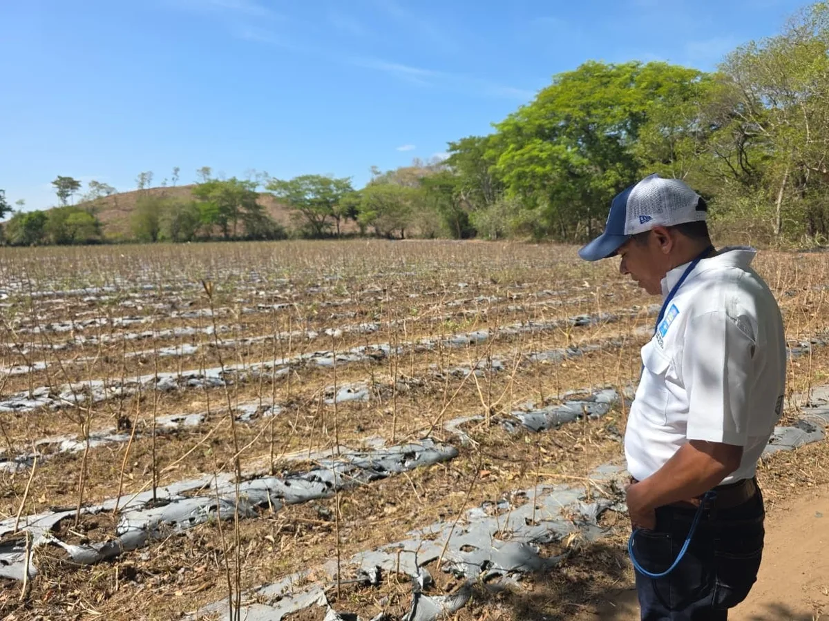 Sequía reduce disponibilidad de maíz en Honduras mientras instituto agrícola garantiza reservas de frijol para el mercado nacional
