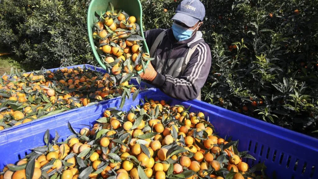 Migrants et travailleurs agricoles saisonniers en France, comment ont-ils vécu cette expérience?