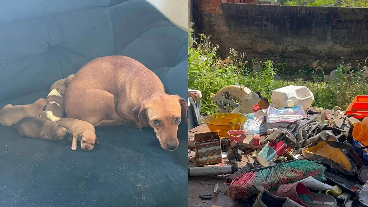 Cena de abandono: duas cadelas e 12 filhotes são encontrados abandonados em meio à sujeira, lixo e pouca comida em casa alugada de SC