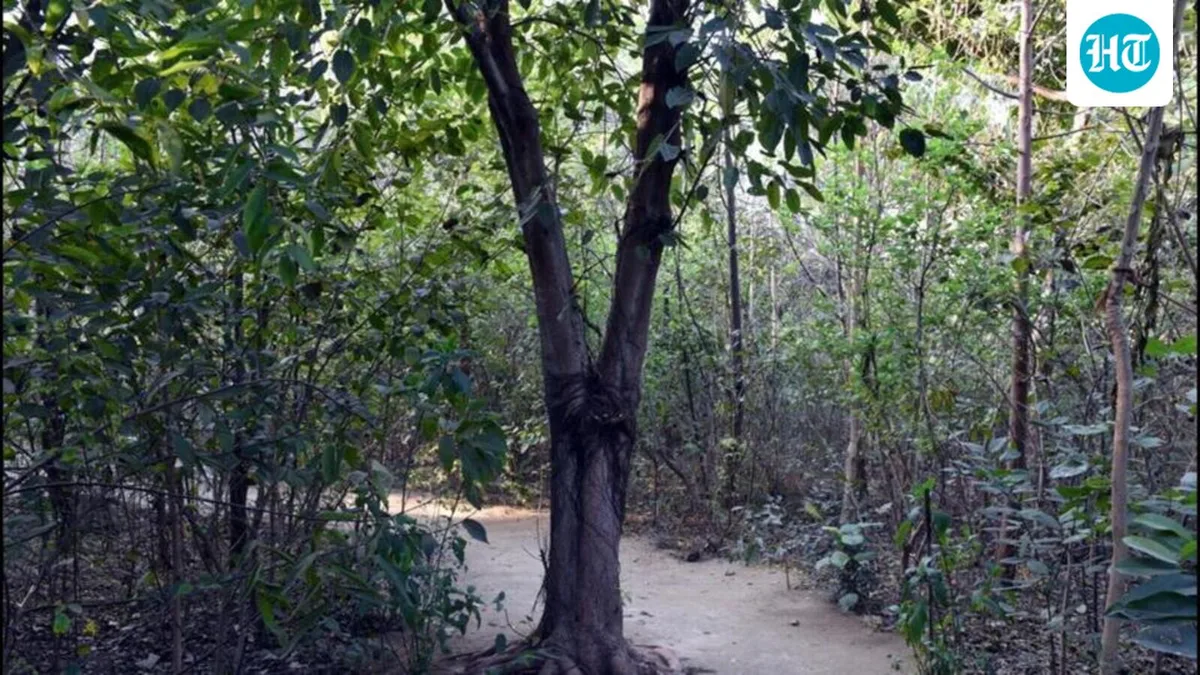 NDMC develops ‘Bharat Van’ Miyawaki forest in Delhi’s Lodhi Colony with 10,000 plants