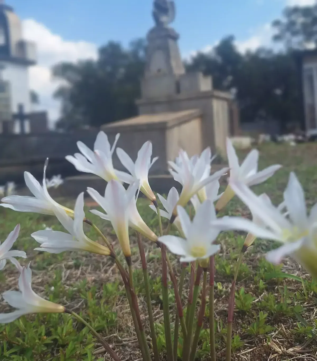 Florada passageira colore de branco a paisagem do Cemitério Santo Antônio