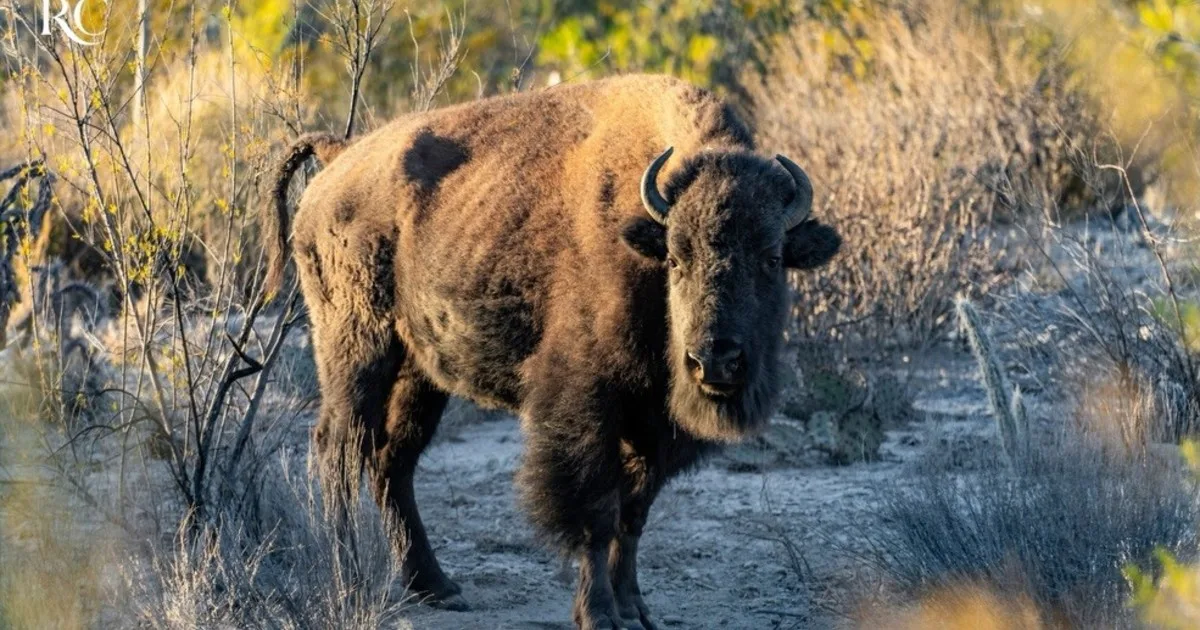México liberó 47 bisontes en un desierto hace apenas unos meses, y la fauna salvaje ya está volviendo sola