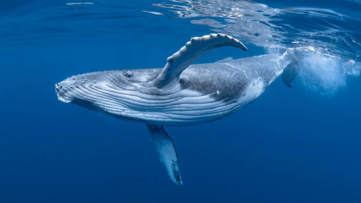 Commercial whaling killed 350,000 blue whales and 725,000 fin whales; more than 40 years later...